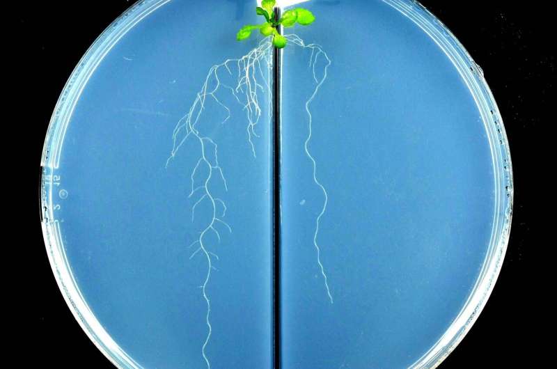 GIFS researchers at USask identify protein that helps tell plants 'no' when nitrogen is low
