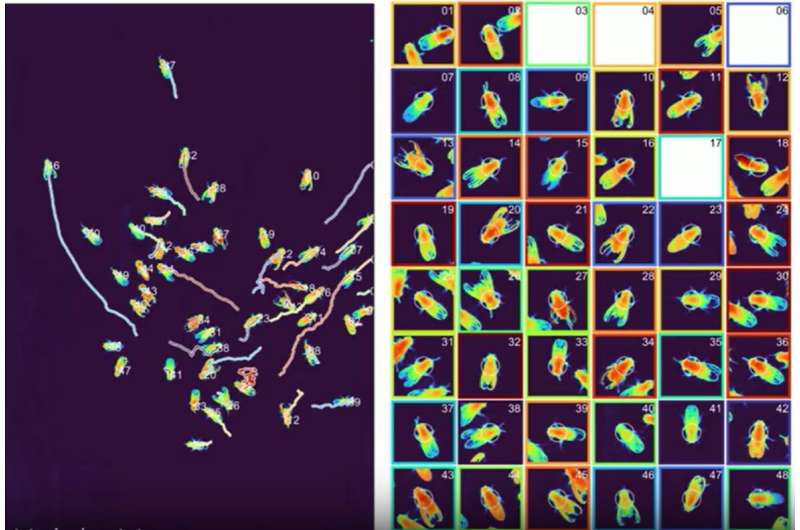 Gigapixel 3D microscope captures life in unprecedented detail