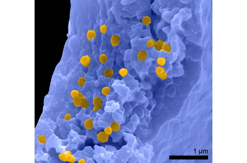 Μόρια χρωστικής τζίντζερ που βρέθηκαν σε απολιθωμένα βατράχια