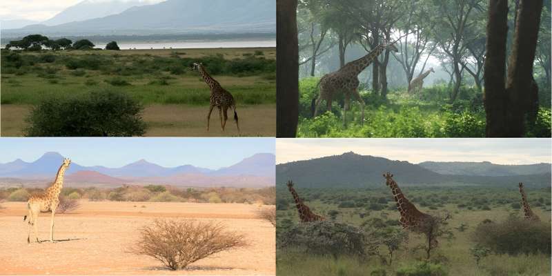 Giraffes range across diverse African habitats − we're using GPS, satellites and statistics to track and protect them