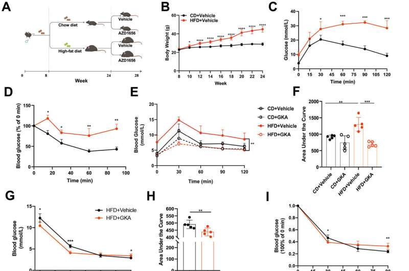 GKA improves glucose tolerance and induces hepatic lipid accumulation in mice with diet-induced obesity