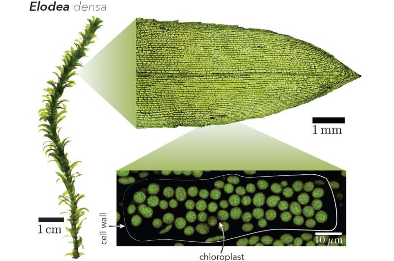 Glassy and reactive: plants are more dynamic than you think