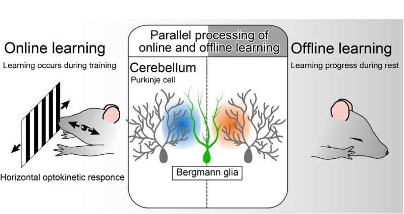 Glial control of parallel memory processing