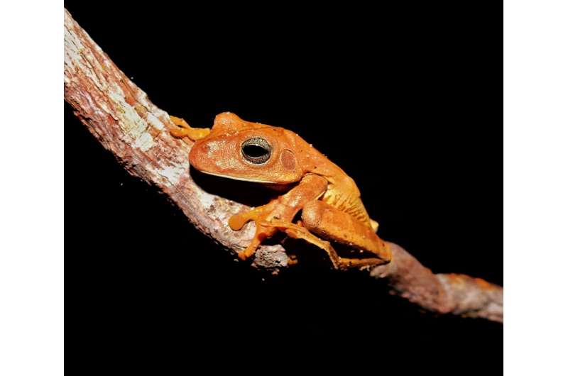 Global climate change and economic interests negatively impact amphibian diversity in the Brazilian rainforest