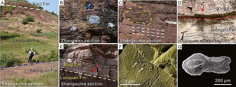 Global Sea-level Fall Led to Formation of Ediacaran-Cambrian Unconformity in North China Craton