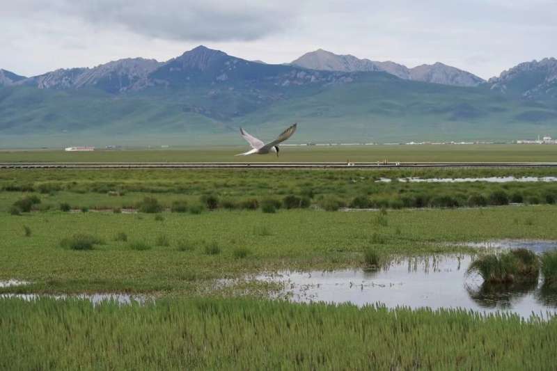 Global warming undermines greenhouse gas sink function of pristine wetlands