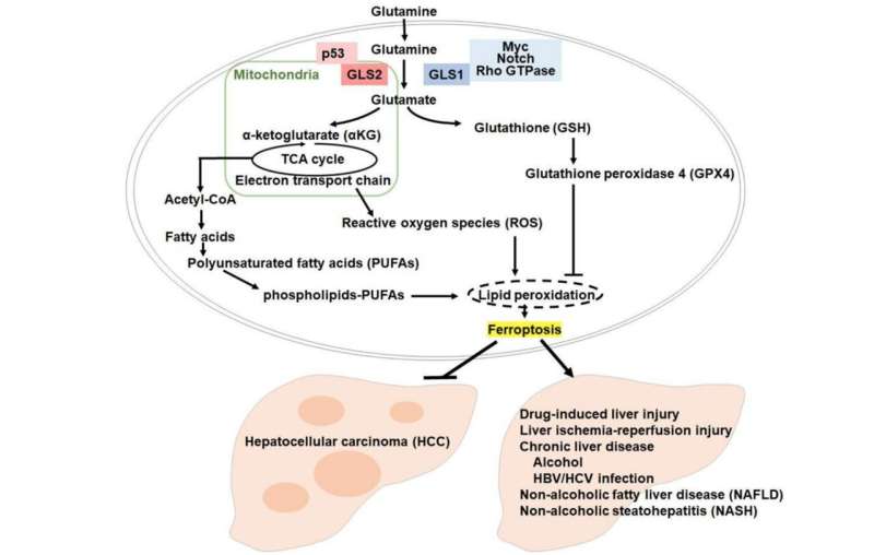GLS2 shapes ferroptosis in hepatocellular carcinoma
