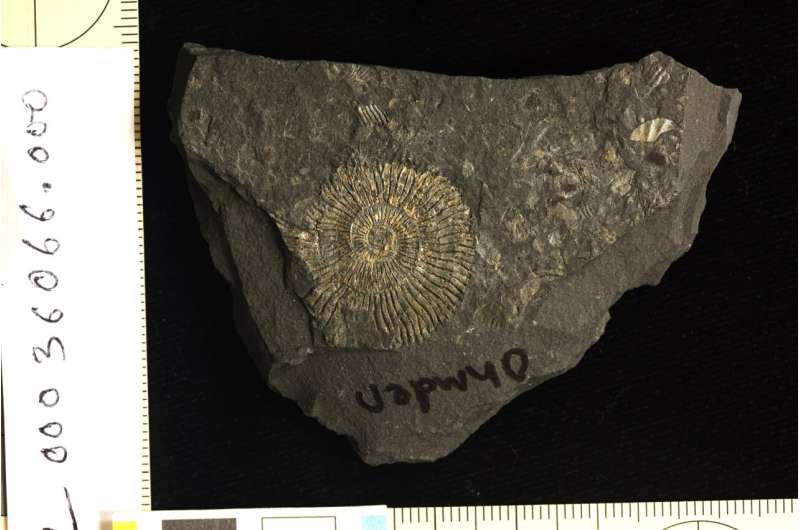 “Golden” fossils reveal origins of exceptional preservation