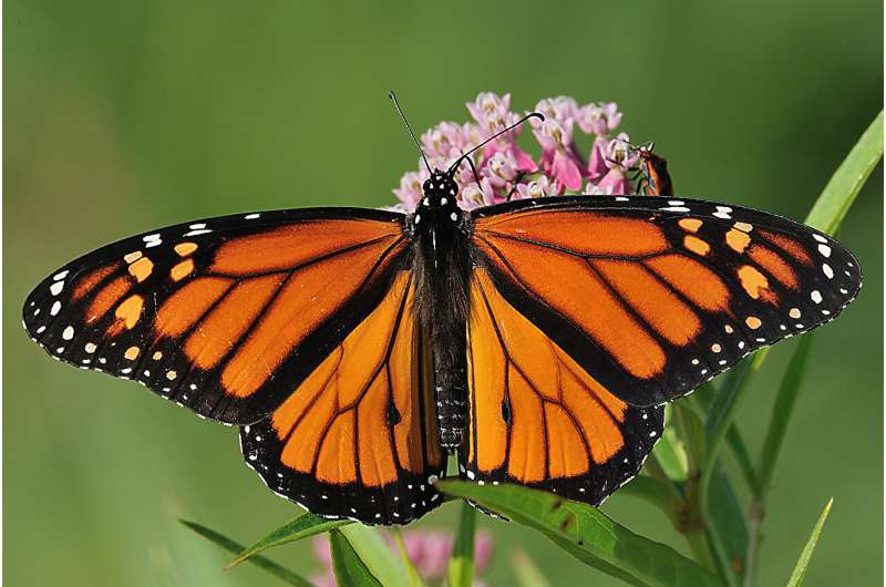 Good news for monarch butterflies?