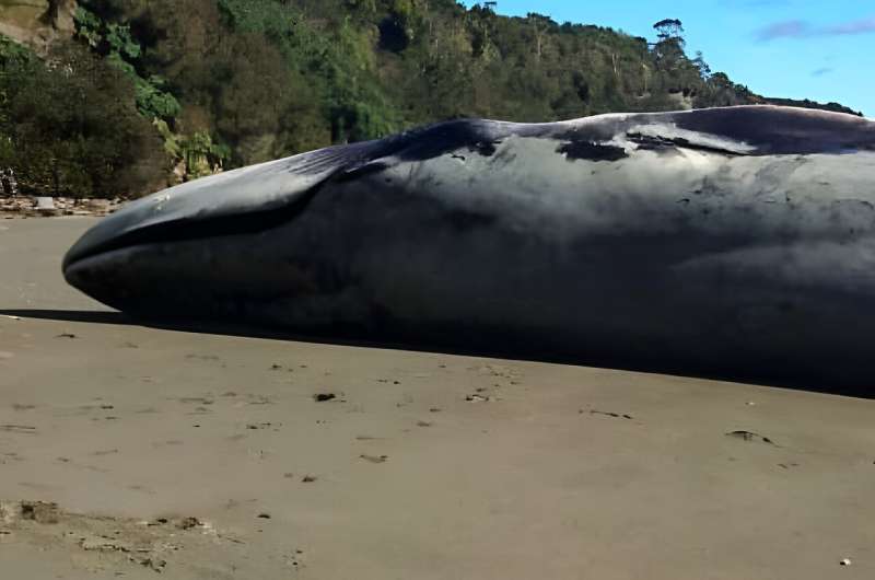 Government experts said the huge creature likely died at sea then floated for days before washing ashore