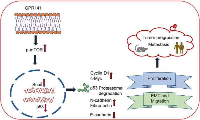 GPR141 regulates breast cancer progression via oncogenic mediators and the p-mTOR/p53 axis