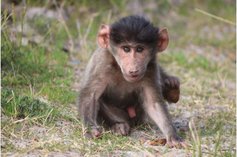GPS tracking reveals how a female baboon stopped using urban space after giving birth