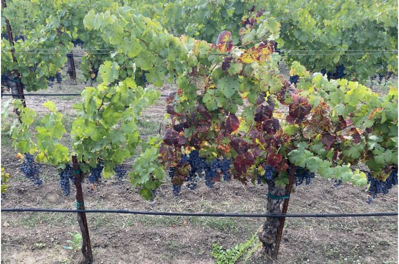 Grapevine red blotch disease impacts global wine production