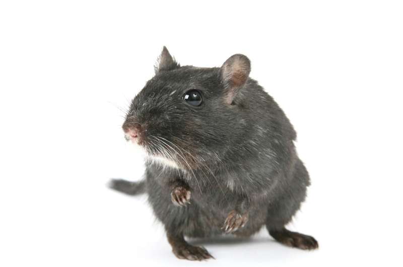gray-haired mouse