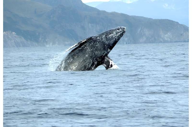 Gray whales experience major population swings as a result of Arctic conditions, research shows