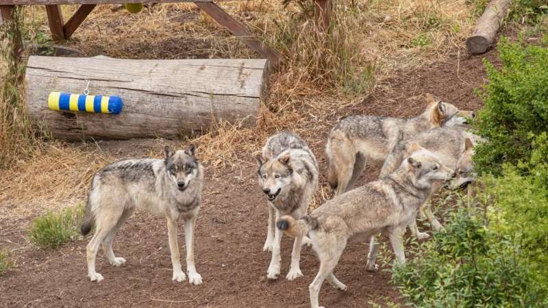 Gray wolf personality research uses puzzle boxes, rain sticks