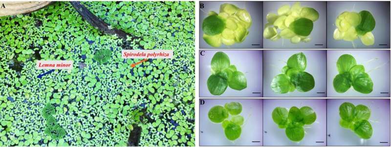 Greater duckweed shows metabolic flexibility during trophic transition