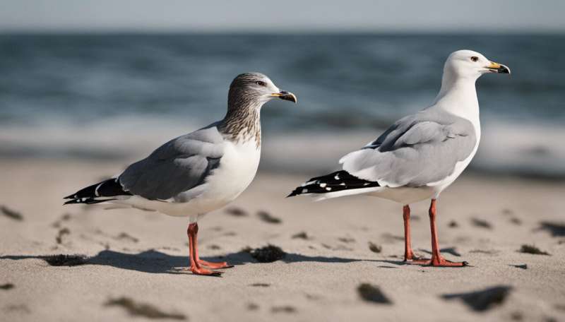 Greedy gulls decide what to eat by watching people—new research