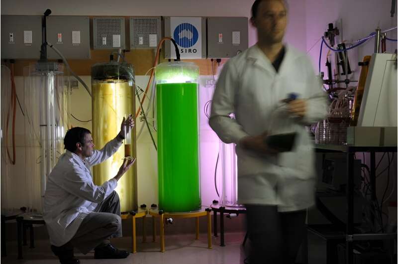 Green dreams: algae emerge as a game-changer in the race to net zero