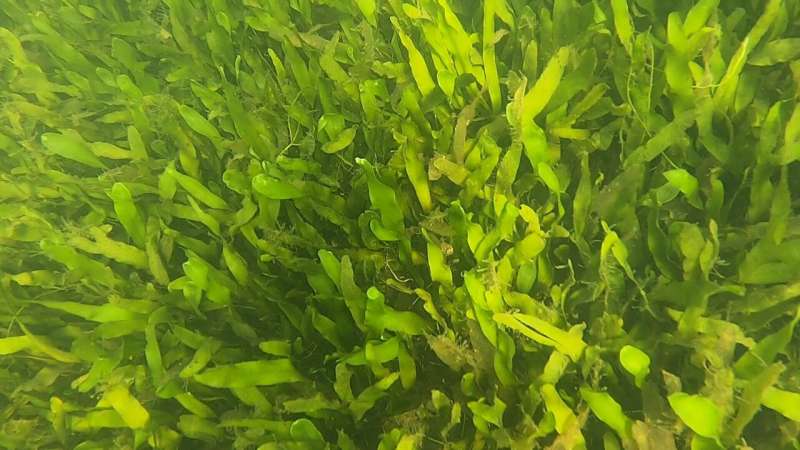 Green macroalga caulerpa has replaced seagrass in Florida's Indian River Lagoon
