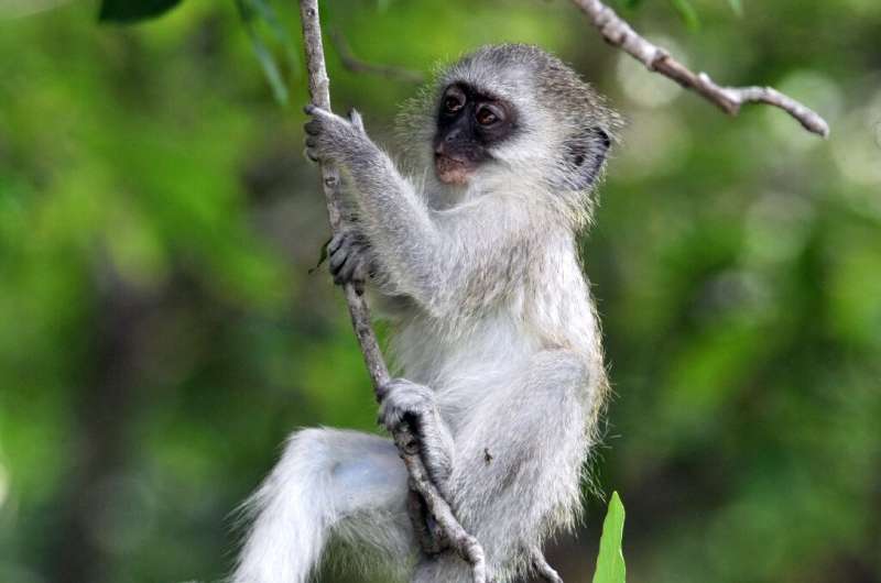 Green monkeys are native to much of western Africa