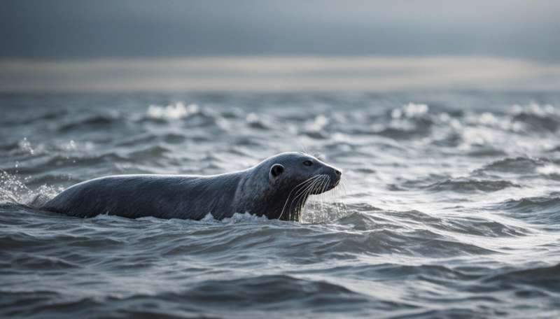 Grey seals are returning to UK waters — but their situation remains precarious