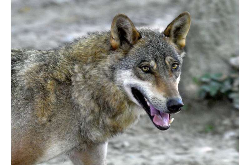 Grey wolf populations have already rebounded in Europe, growing 1,800 percent since the 1960s