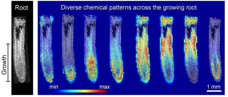 Las imágenes innovadoras de los productos químicos de las raíces ofrecen nuevos conocimientos sobre el crecimiento de las plantas