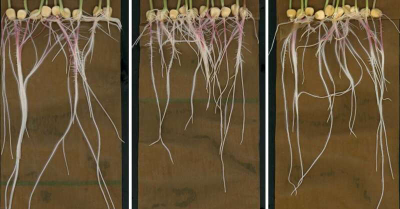Groundbreaking images of root chemicals offer new insights on plant growth