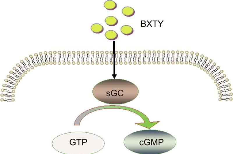 Groundbreaking research reveals the mechanism behind Buxu Tongyu granule in alleviating myocardial ischemia