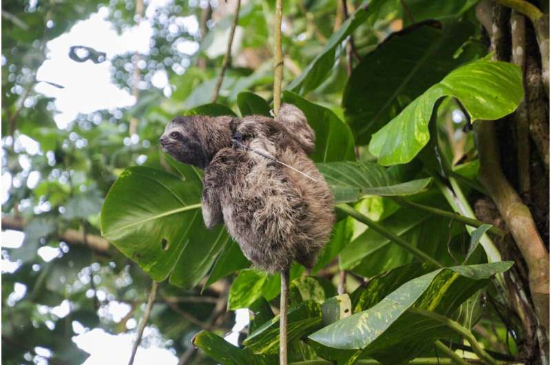 Groundbreaking study reveals sympatric sloths have developed diverse strategies to adapt to their surroundings, enhancing their 