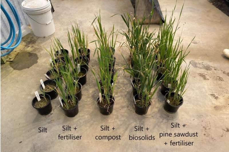 Groundbreaking study uses pine slash to improve soil