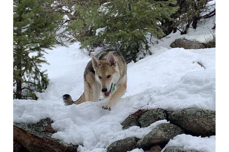 Gut bacteria found in wild wolves may be key to improving domestic dogs' health