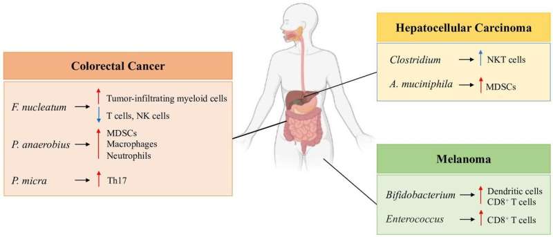 Gut microbiota and immune alteration in cancer development: implication for immunotherapy