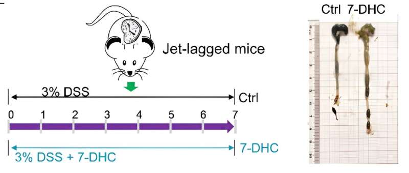 Gut microbiota-derived 7-DHC ameliorates circadian rhythm disorders and inflammatory bowel disease (IBD)