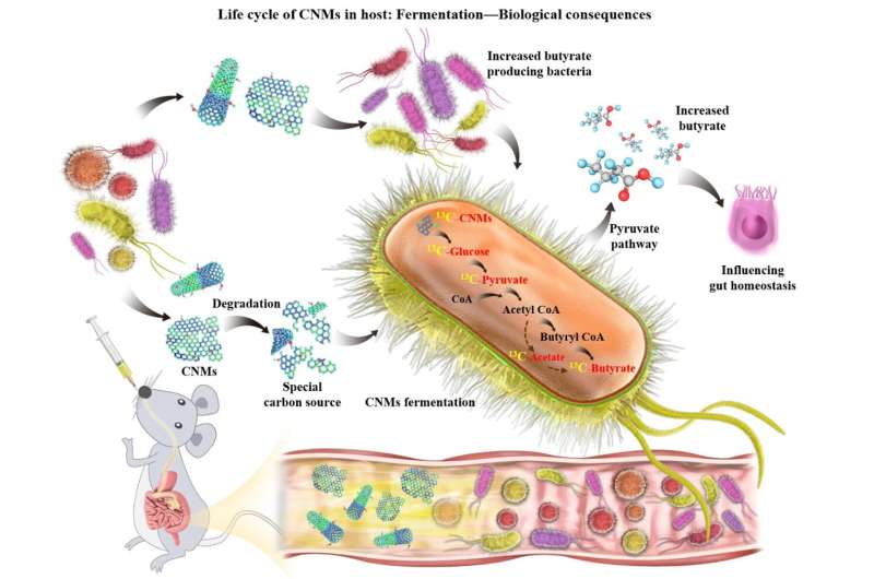 Gut microbiota ferment carbon nanomaterials into organic metabolites