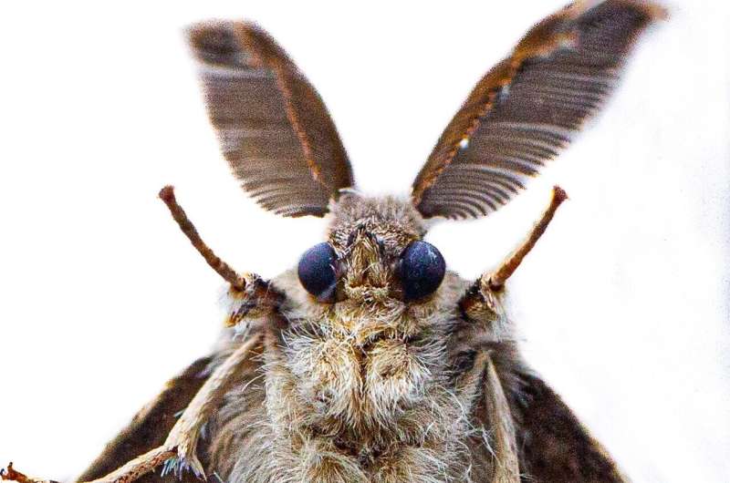 How to Prevent Moths, According to Experts 2021