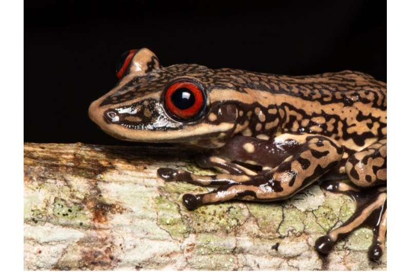 Habitat split may impact disease risk in amphibians and other vertebrates