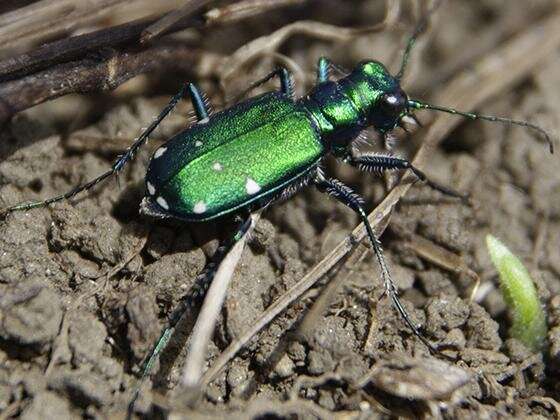 Habitat will dictate whether ground beetles win or lose against climate change