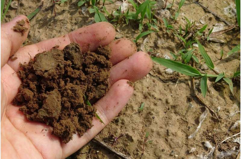 handful of soil