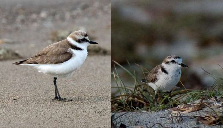Hanuman plover makes a comeback as a species after 86 years