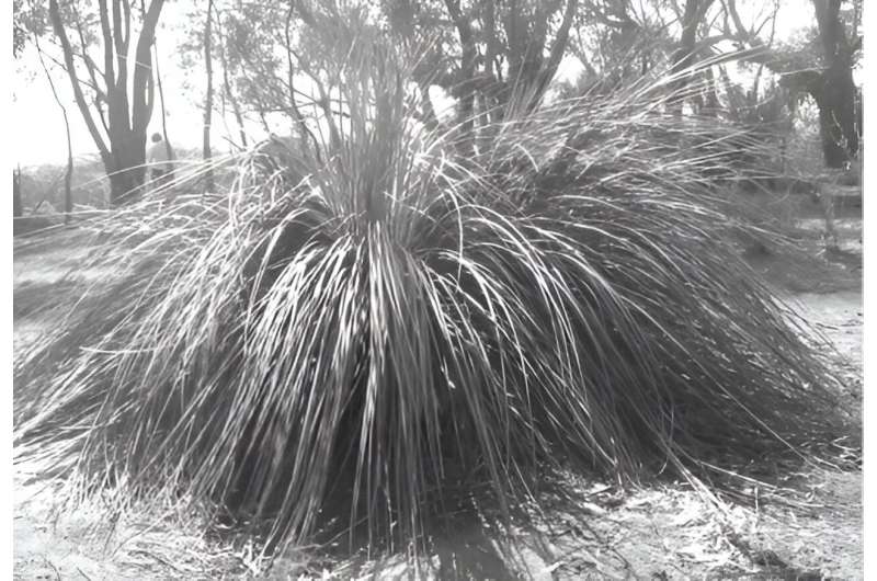 Hard yacca: Grass-trees are a life saver for many animals, but fire and disease threaten their survival