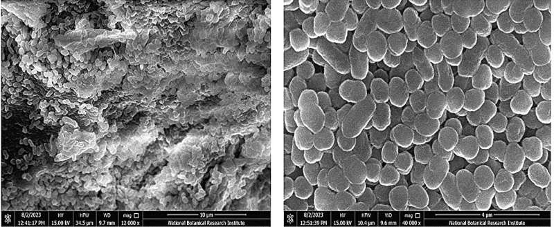 Harnessing the Power of Microbial Fuel Cells: A Sustainable Energy Breakthrough