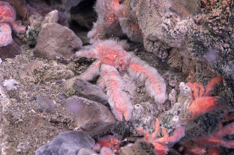 Harvard researchers' discovery of five new deep-sea squat lobster species calls for revision of current classification