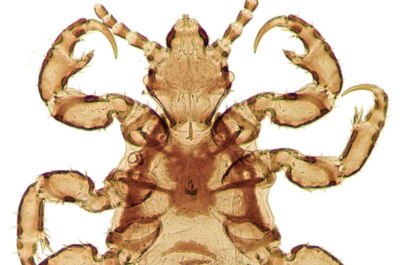Head lice evolution mirrors human migration and colonization in the Americas