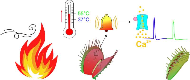 Heat sensor protects the Venus flytrap from fire