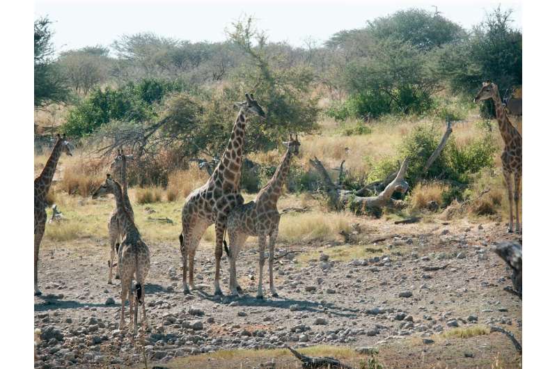 Heavy necking: New insights into the sex life of giraffes