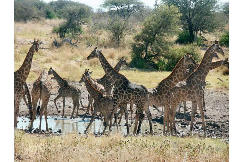 Heavy necking: New insights into the sex life of giraffes