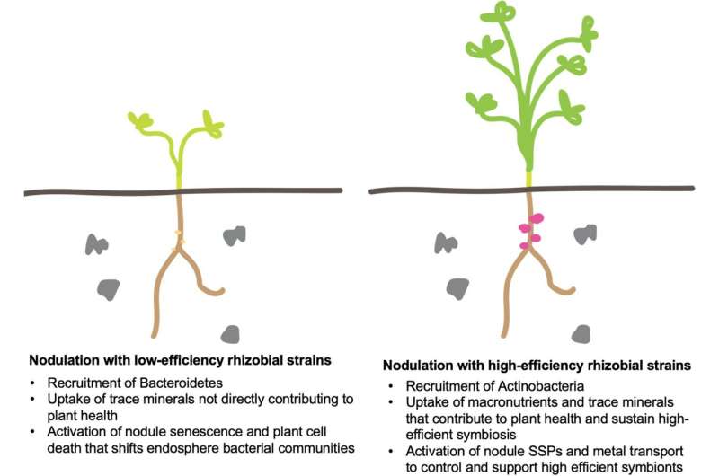 Ayudar a las plantas y las bacterias a trabajar juntas reduce la necesidad de fertilizantes