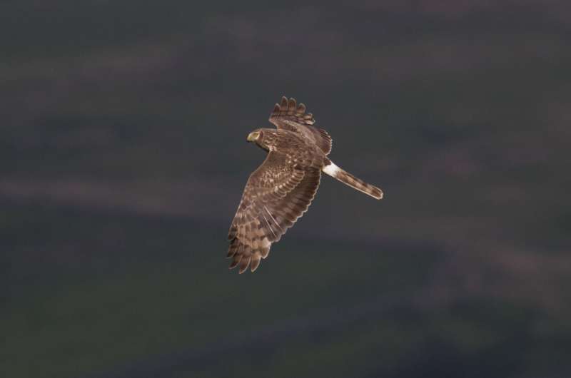 Hen harrier row could unlock other conservation conflicts